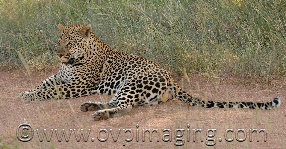 In Love with Leopards