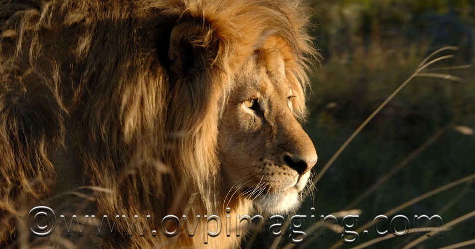 Wildlife Photography – What to Pack?