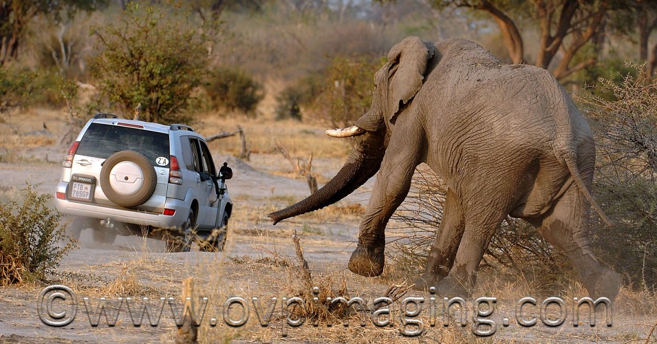 Wildlife Photography – Preparation Tips