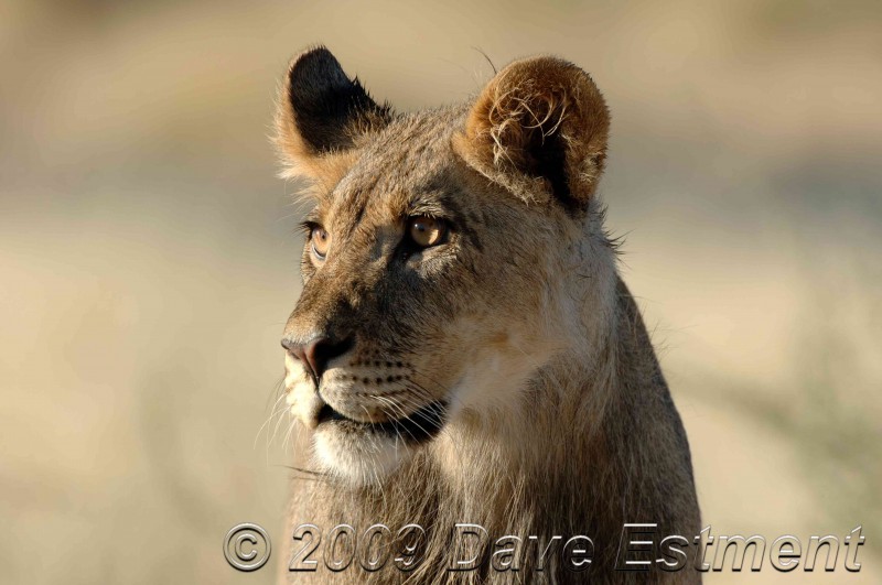 Young Male Lion Lion at Mabuasehube, Botswana