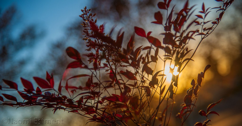 Sunrise Through Berry Bush