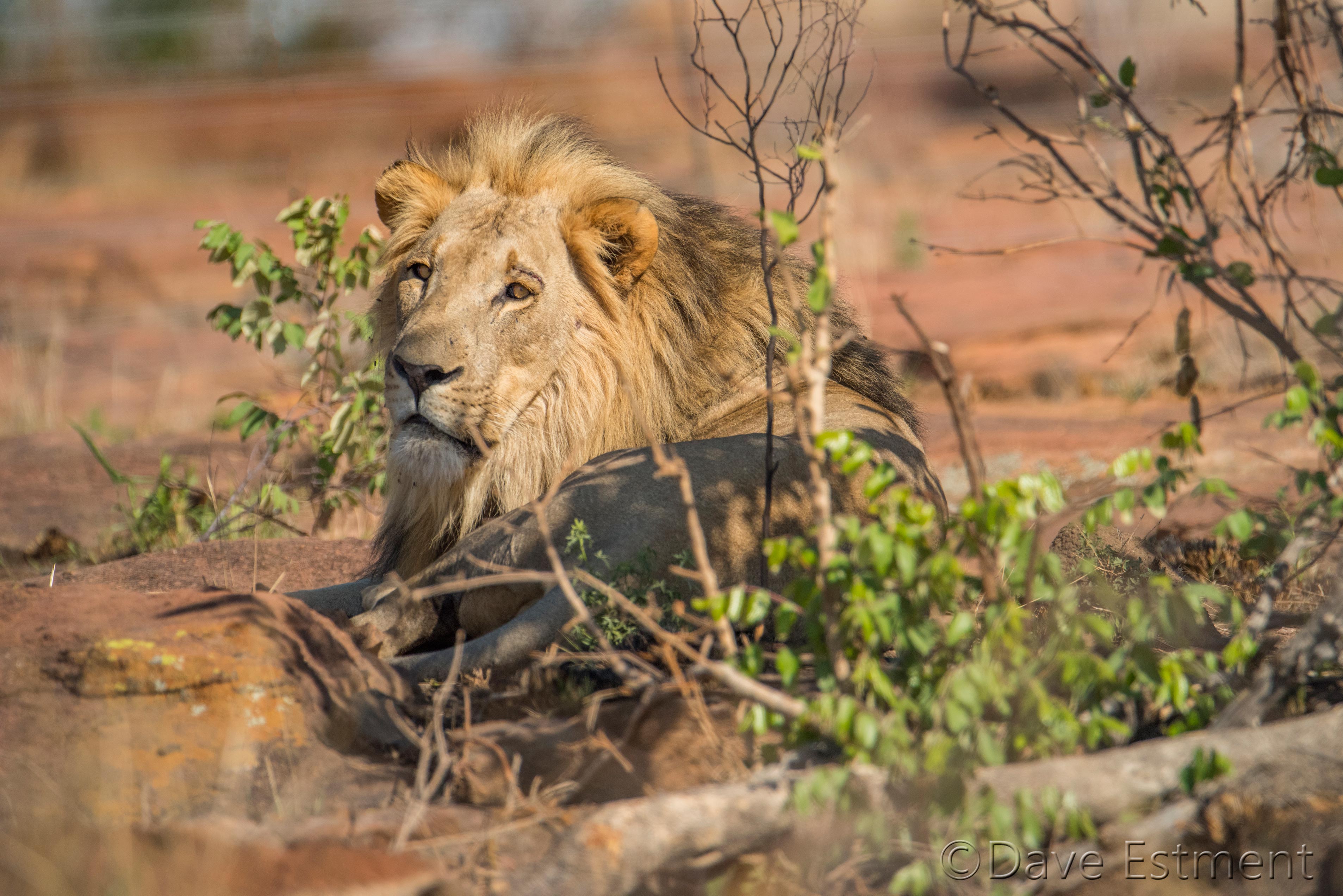 Male Lion photographed by Dave Estment of OV&P