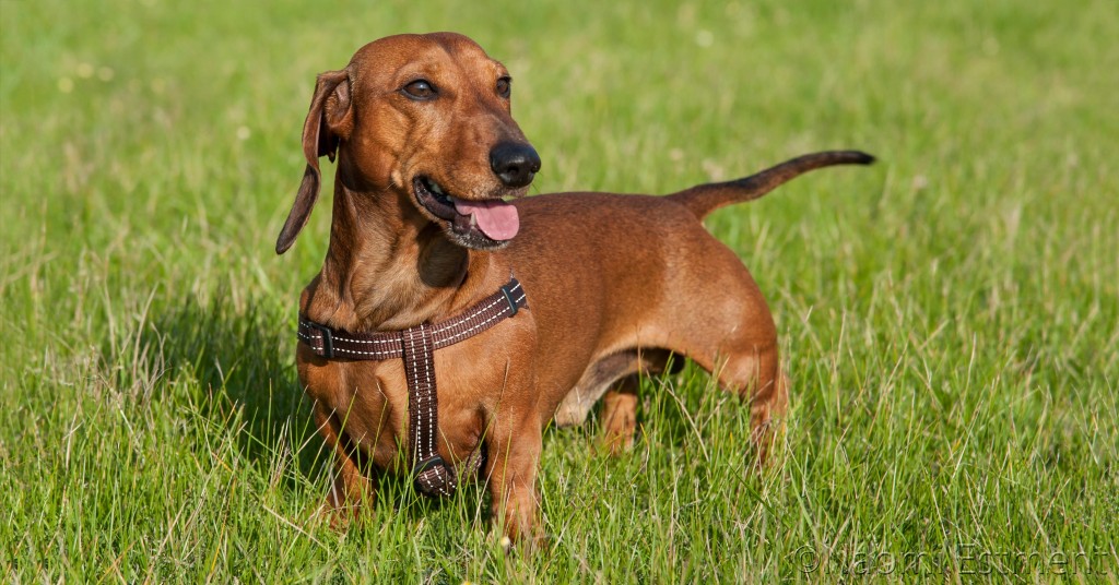 Show Champion Dachhund photographed by Noami Estment of OV&P