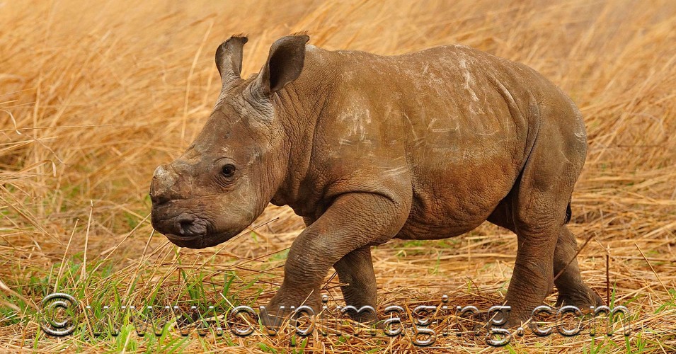 Baby rhino walking