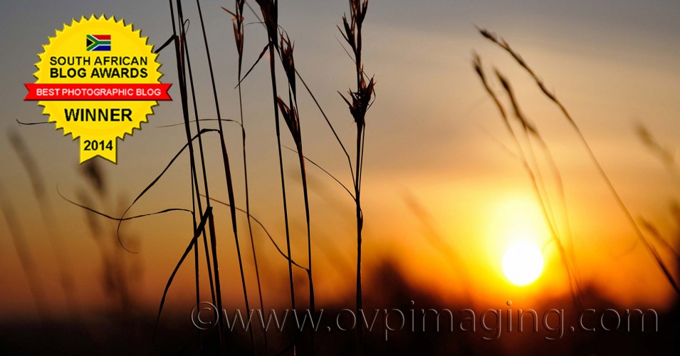 Sunset with silhouette grasses