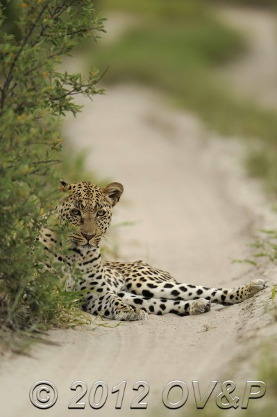 Leopard lying in road Leopard on a road