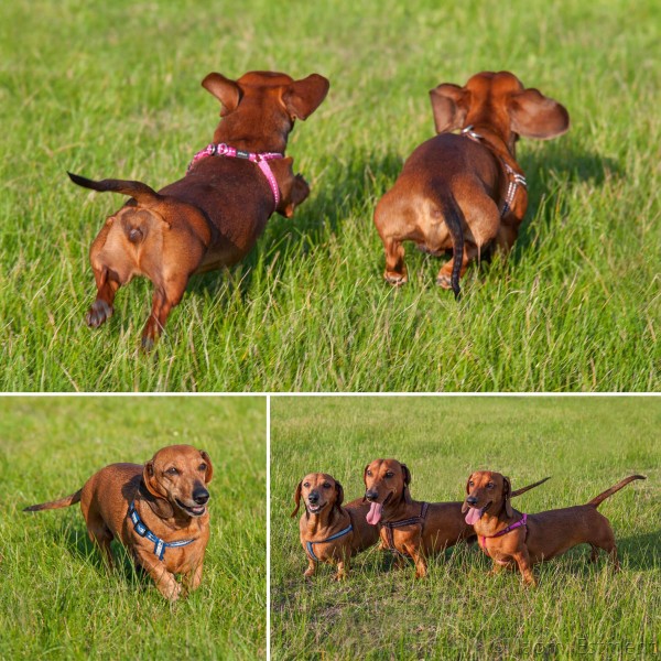 A family of Dachshunds photographed by Naomi Estment of OV&P