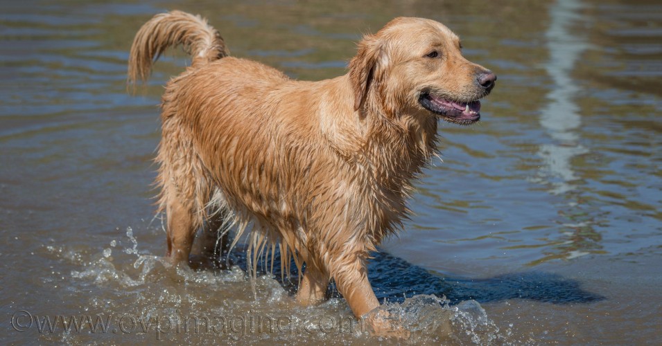 Male Golden Retriever