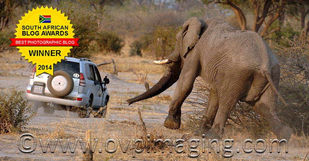 Elephant Chasing Car
