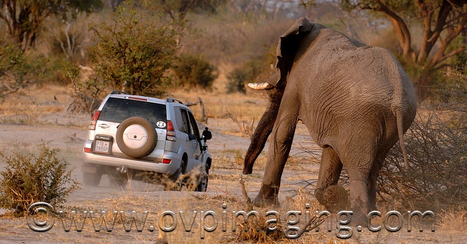 African Elephant - Loxodonta Africana