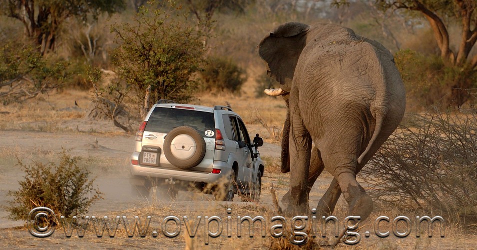 Elephant charging car