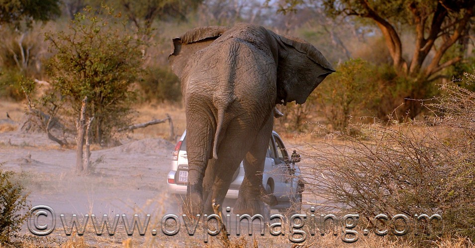 Charging African Elephant