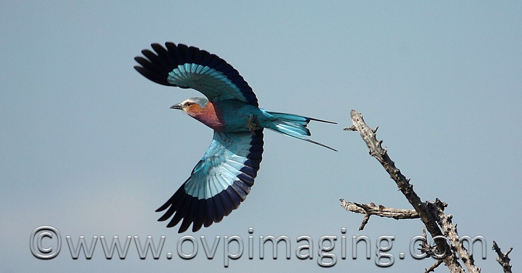 Lilac Breasted Roller Bird