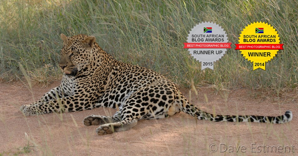 Male Leopard - photographed by Dave Esetment