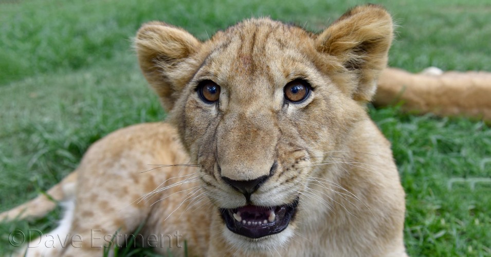 Lion Cub, photographed by Dave Estment