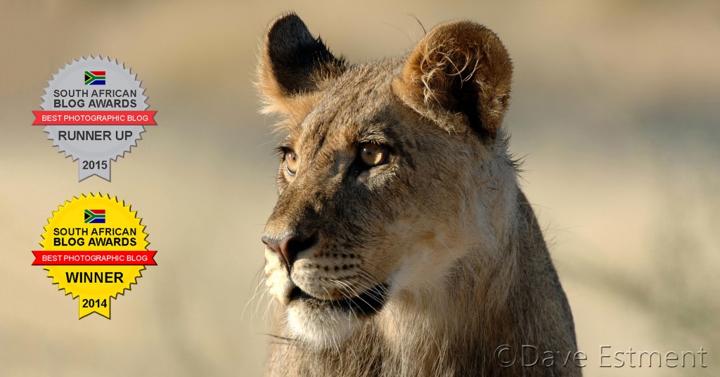Young Male Lion photographed by Dave Estment