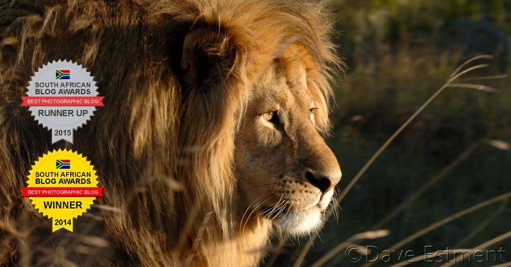 Male Lion with Massive Mane