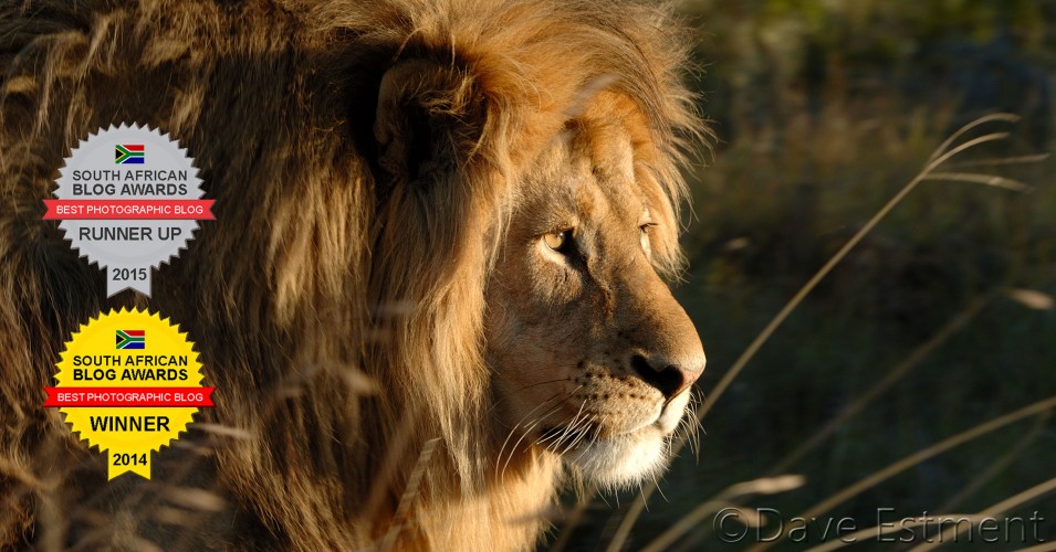 Male Lion with Massive Mane