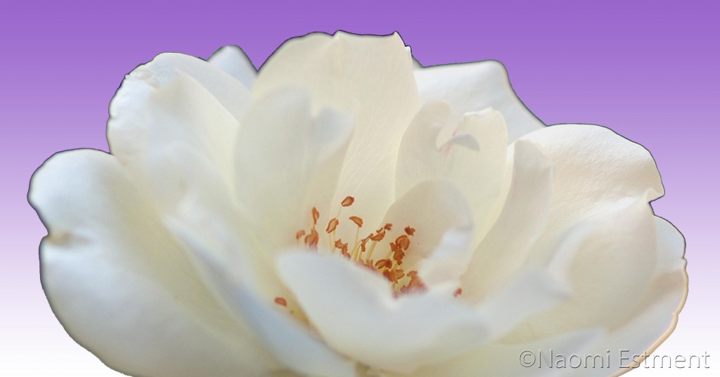 White Rose with Purple Background