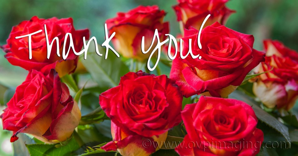 Red and Yellow Roses