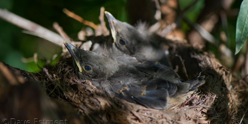 Olive Thrush Chicks photographed by Dave Estment