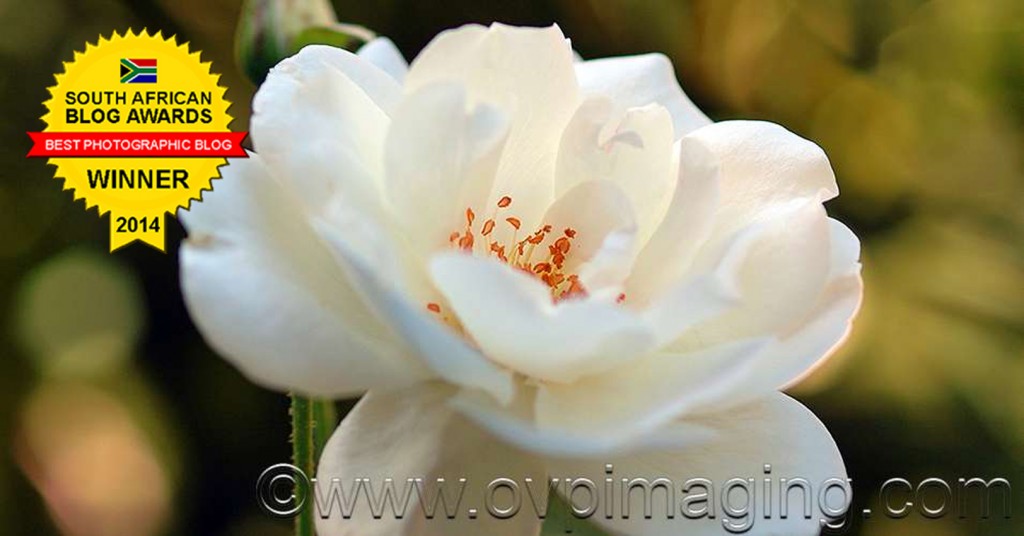 White Rose Close Up