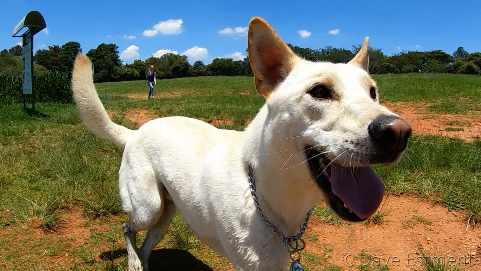 Happy Rescue Pup Playing in a Park