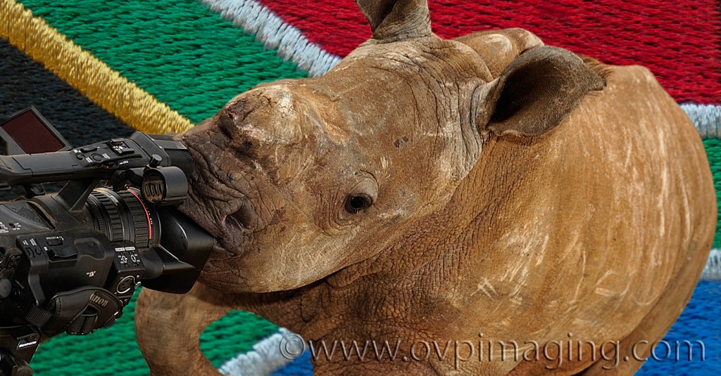 Rhino Calf with SA Flag