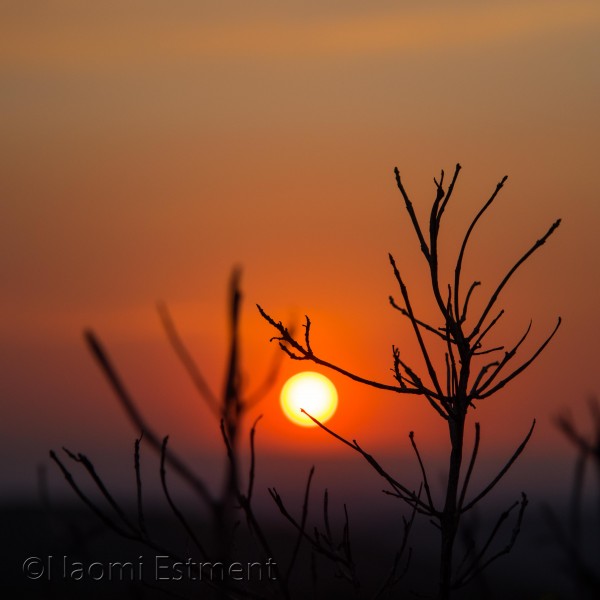 Silhouette of Branches at Sunset