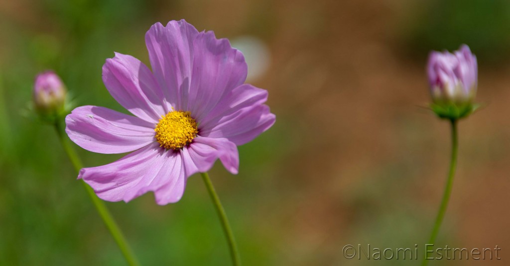 Women's Day Flowers photographed by Naomi Estment